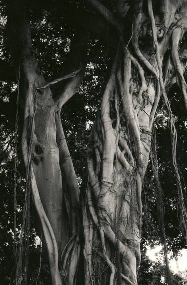 Ficus Macrophilla thumb