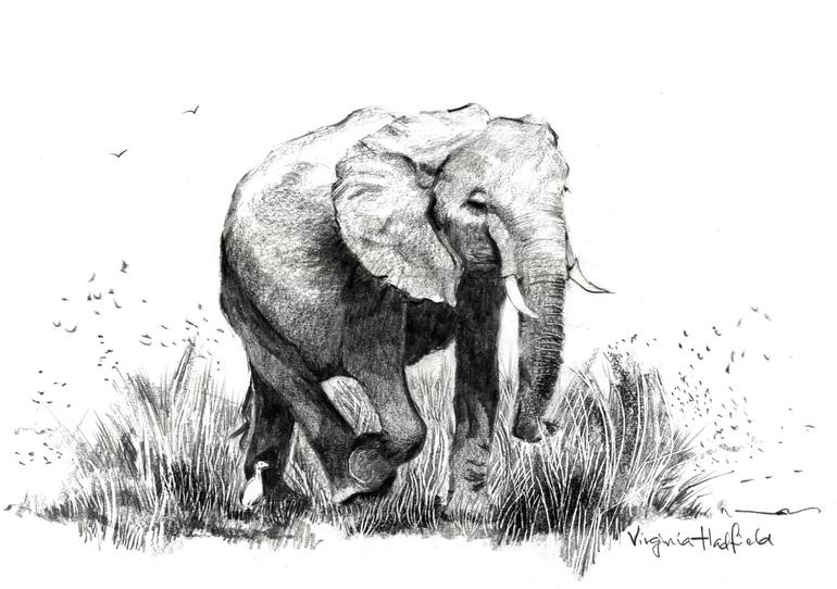 Walking Elephant Drawing By Virginia Hadfield Saatchi Art