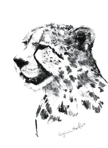 Print of Fine Art Animal Drawings by Virginia Hadfield