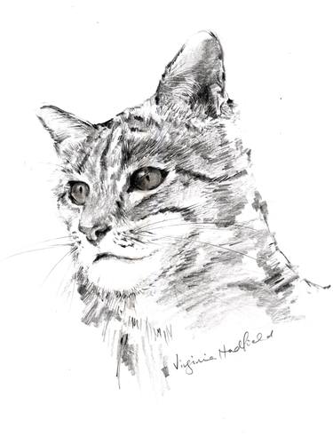 Print of Realism Cats Drawings by Virginia Hadfield