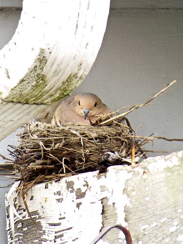 Dove Nesting thumb