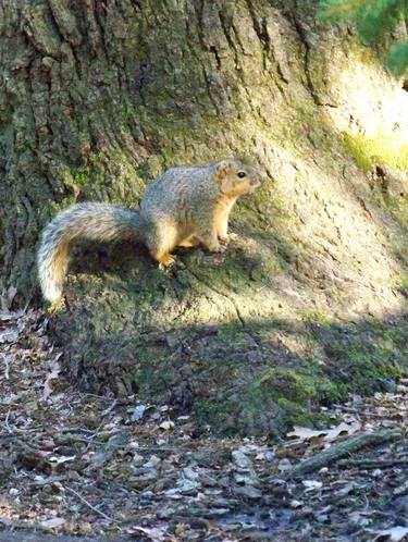 Squirrel thumb