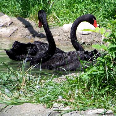 Black Swans 2 thumb