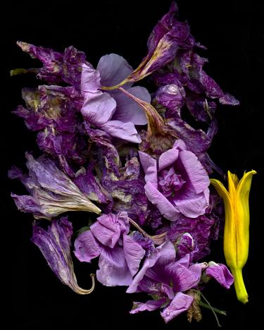 Print of Botanic Photography by Rob Ruttan