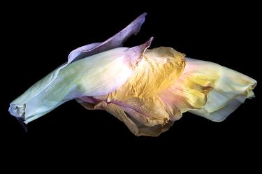Print of Fine Art Floral Photography by Rob Ruttan