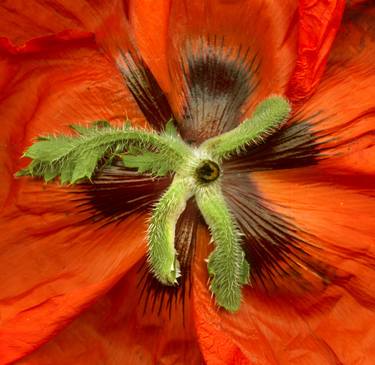 Original Fine Art Floral Photography by Rob Ruttan