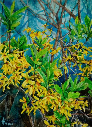 Forsythia. Early Spring Blooms thumb