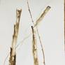 Trees 1 Drawing by Margery Thomas-Mueller | Saatchi Art