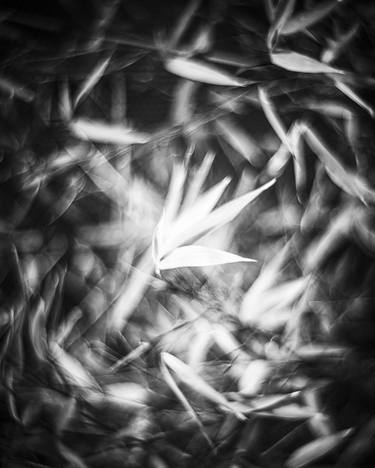 Print of Abstract Nature Photography by Zsolt Szabo