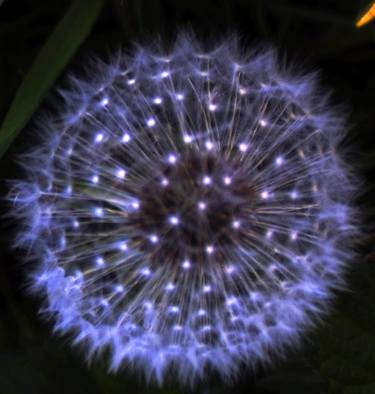 Dandelion ball thumb