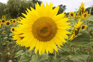 Sunny Sunflower thumb