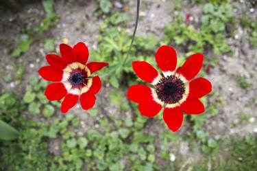 Original Documentary Botanic Photography by howard Middleton-jones