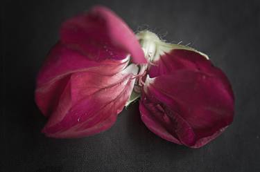 Original Floral Photography by carla ottonello