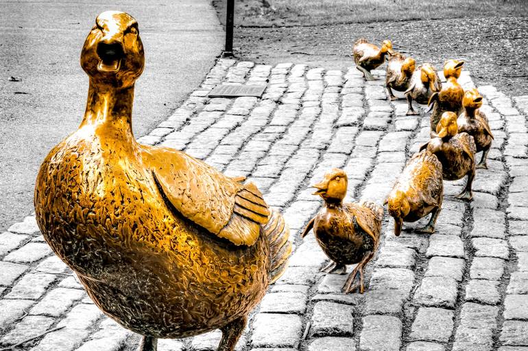 A Duckling Delight In The Boston Public Garden - Selective Color - Print