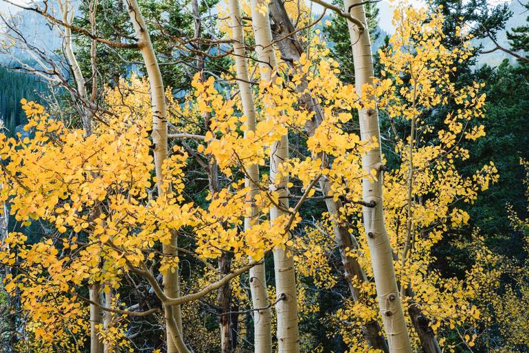 Whispers Of Autumn Aspens - Print