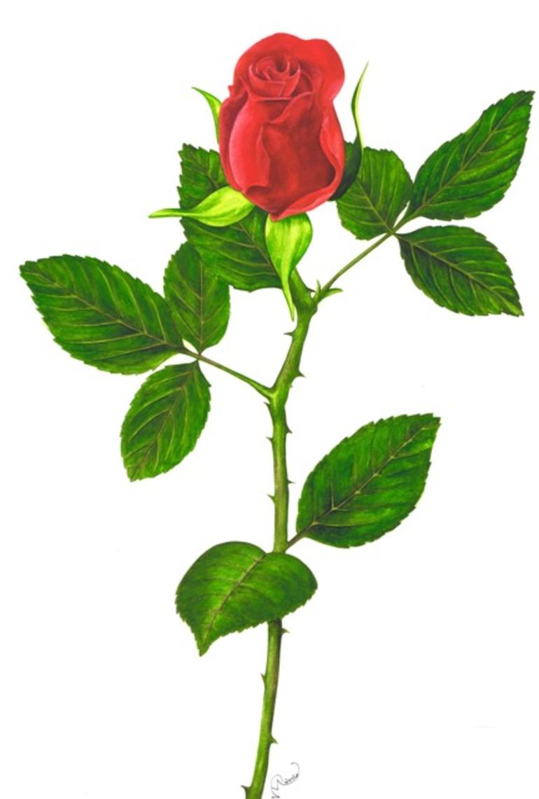 Meaning of Rosebud  What do Rosebuds Mean?