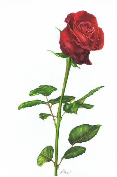 simple rose paintings