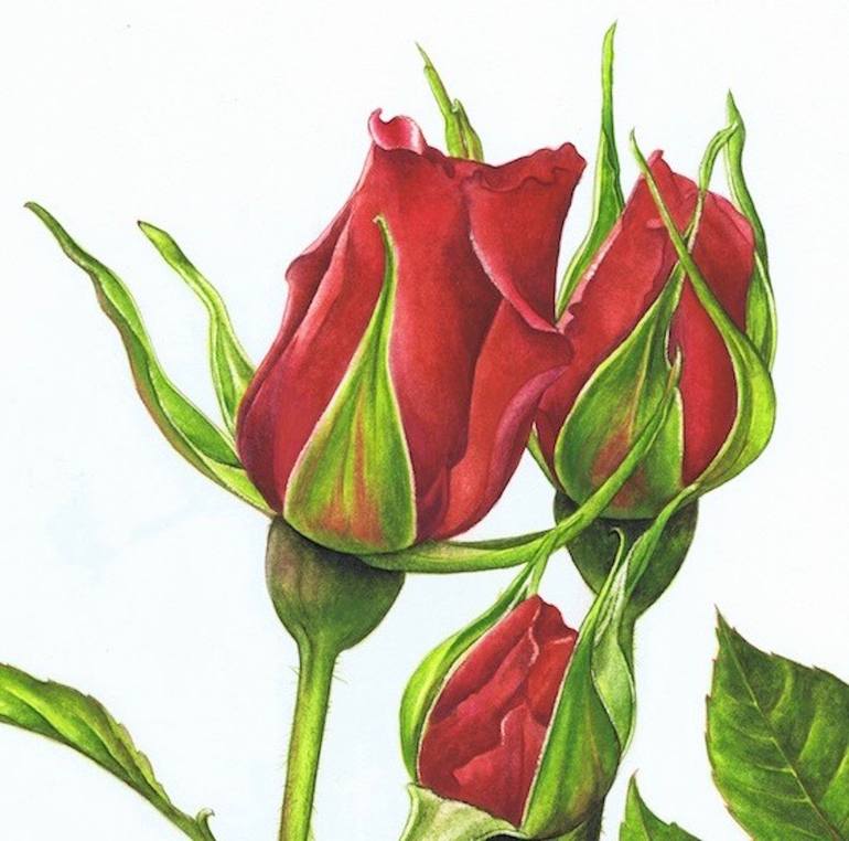 Rosebuds 1 Painting by Nicola Mountney Saatchi Art