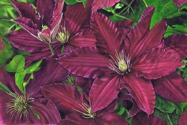 Deep Pink Clematis thumb