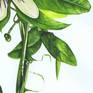 Passion Flowers are mostly tendril-bearing vines, with some being shrubs or trees. They can be woody or herbaceous. Passion flowers produce regular and usually showy flowers with a distinctive corona. The flower is pentamerous and ripens into an indehiscent fruit with numerous seeds. 

This beautiful painting demonstrates meticulous attention to detail.  It is one of a pair.  Please see Giant Granadilla.

The painting is double mounted and framed in natural wood.