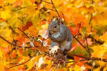 Original Documentary Animal Photography by George Hamlin