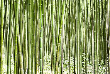 bamboo thumb