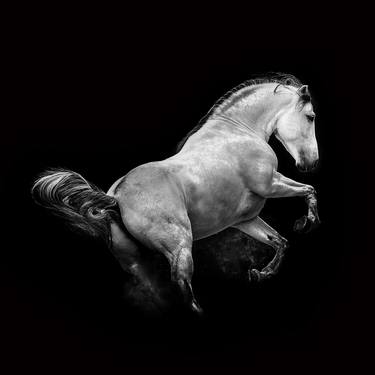 Print of Fine Art Animal Photography by Ignacio Alvar-Thomas