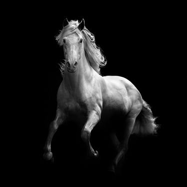 Print of Figurative Animal Photography by Ignacio Alvar-Thomas