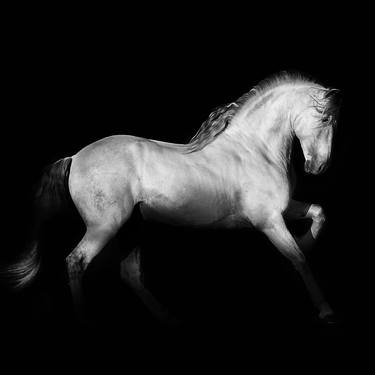 Print of Figurative Animal Photography by Ignacio Alvar-Thomas