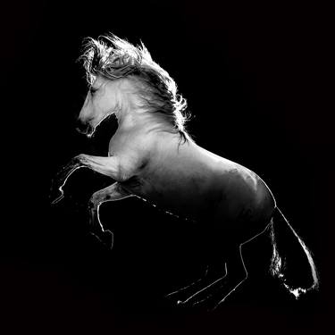 Print of Fine Art Animal Photography by Ignacio Alvar-Thomas