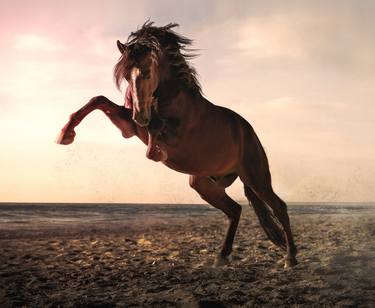 Print of Horse Photography by Ignacio Alvar-Thomas