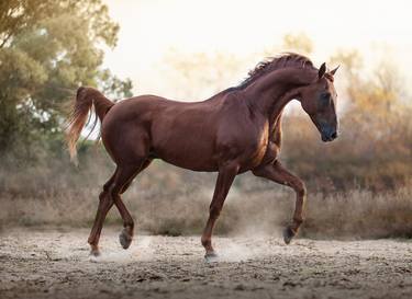 Original Fine Art Horse Photography by Ignacio Alvar-Thomas