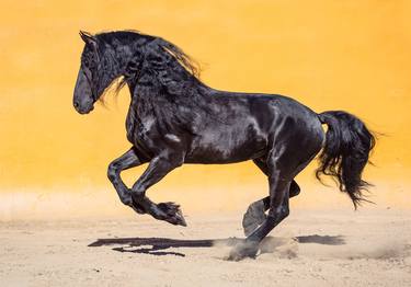 Friesian coal and gold - Limited Edition of 3 thumb