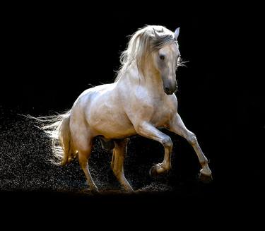 Print of Figurative Horse Photography by Ignacio Alvar-Thomas
