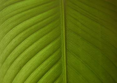 banana leaf thumb