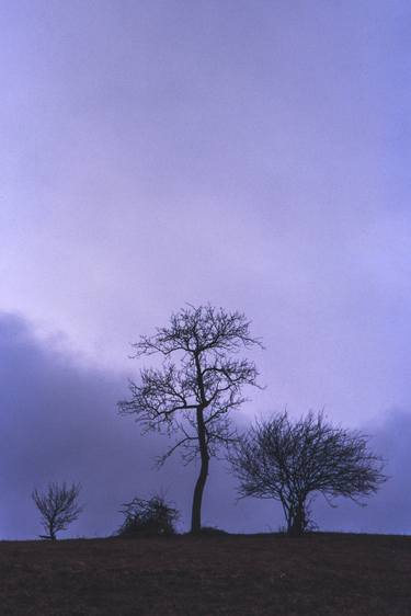 Family portrait of trees! thumb