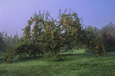 Apple Orchard at Dawn thumb