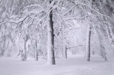 Original Documentary Tree Photography by Steven Edson