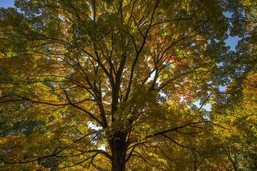 Original Classicism Nature Photography by Steven Edson