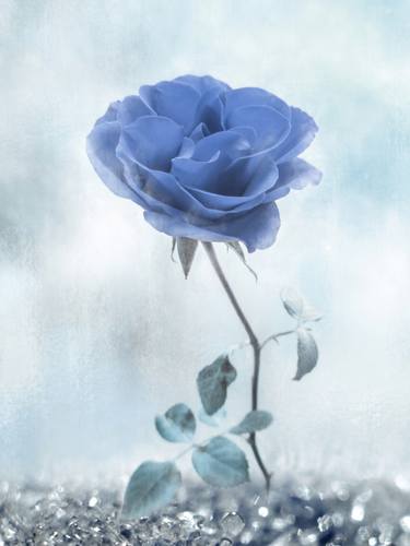 Blue Rose - Limited Edition 2 of 50 thumb