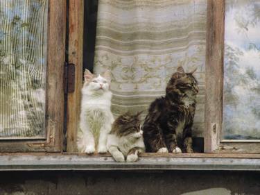 Original Fine Art Animal Photography by Julia Gogol