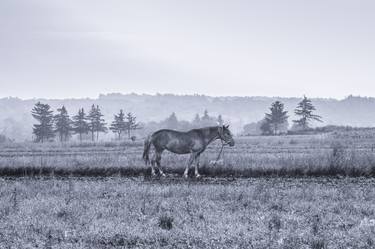 Original Fine Art Horse Photography by Julia Gogol