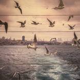 Seagulls' daily flight - Limited Edition 1 of 2 by Galerie Tigrel Lemon Time Media GmbH