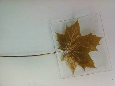 maple leaf immortalized thumb