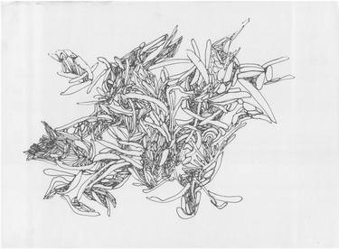 Print of Fine Art Floral Drawings by Elena Gluth