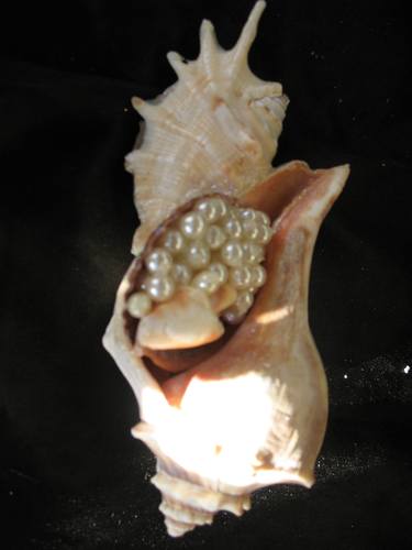 Pearly Sea Shell 2 thumb