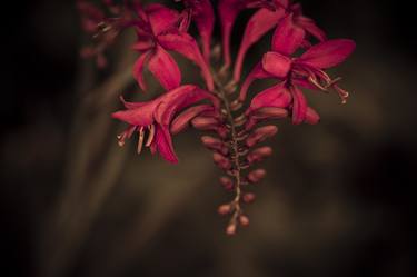 Print of Fine Art Floral Photography by Lou Smith