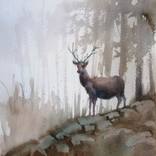 deer 9 by Giorgio Gosti