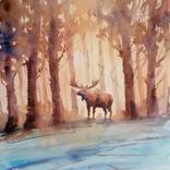 moose by Giorgio Gosti