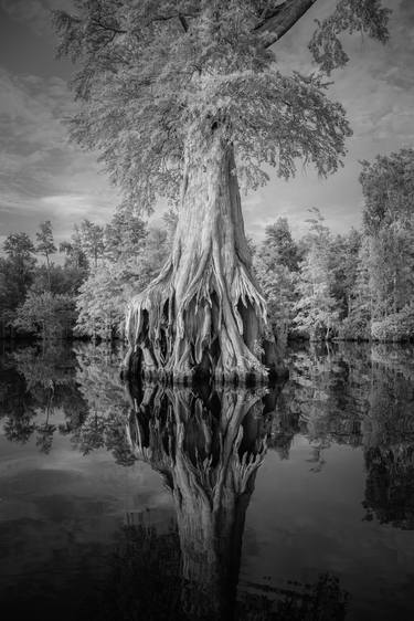 Original Documentary Tree Photography by John Henley